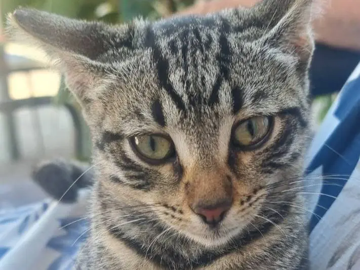 Adozione gatto, femmina, Razza sconosciuta Razza sconosciuta, 1 anno e 5 mesi, taglia non valida, Latina