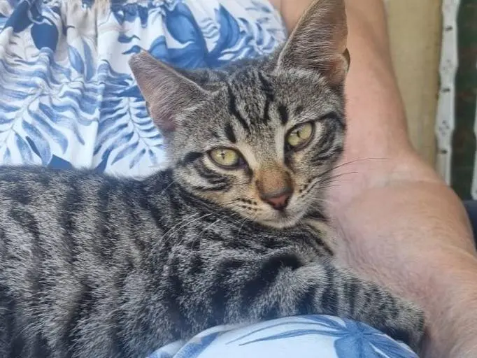 Adotta un gatto, femmina, 1 anno e 5 mesi, Latina