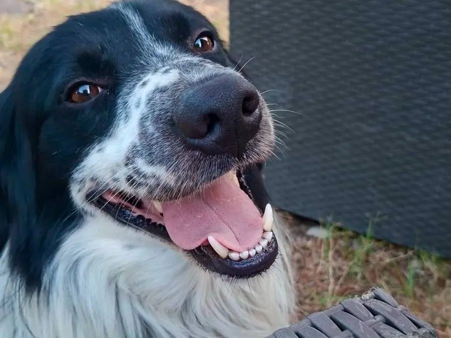 Adotta il cane SCOTT a Chieti