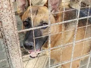 Adotta un cane, taglia media, femmina, Messina