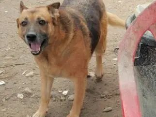 Adotta un cane, femmina, 12 anni e 9 mesi, Messina