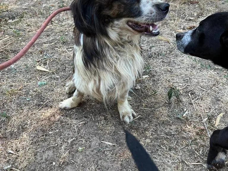 Foto 2 dell'animale