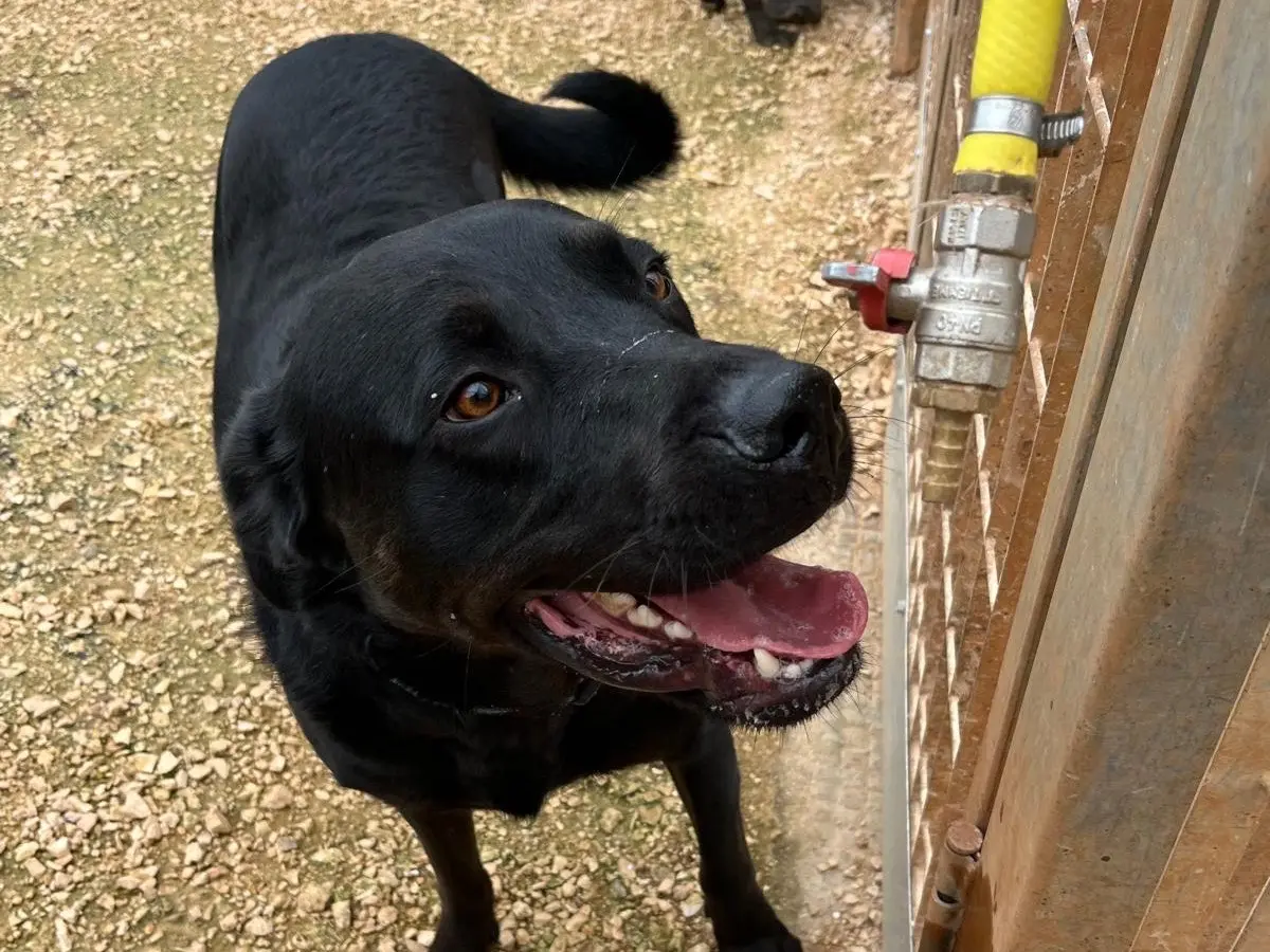 Adozione cane, maschio, Razza sconosciuta Razza sconosciuta, 2 anni e 8 mesi, taglia grande, Bari
