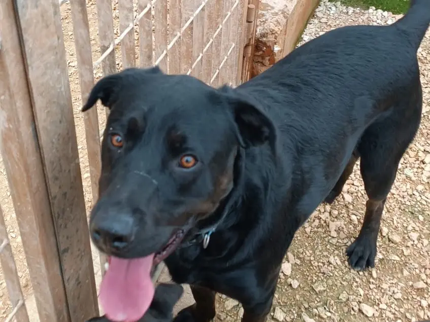 Vuoi adottare un cane a Bari?