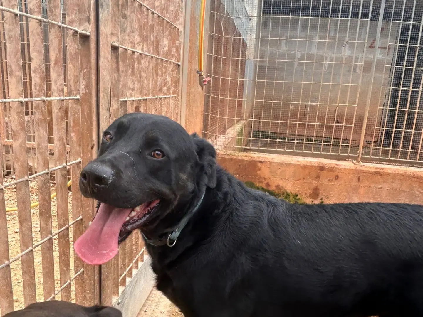 Adotta un cane, maschio, 2 anni e 8 mesi, Bari