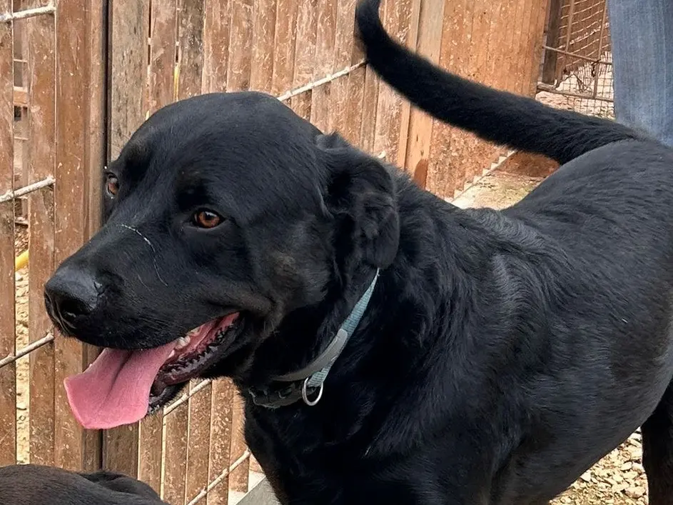Adotta un cane, taglia grande, maschio, Bari