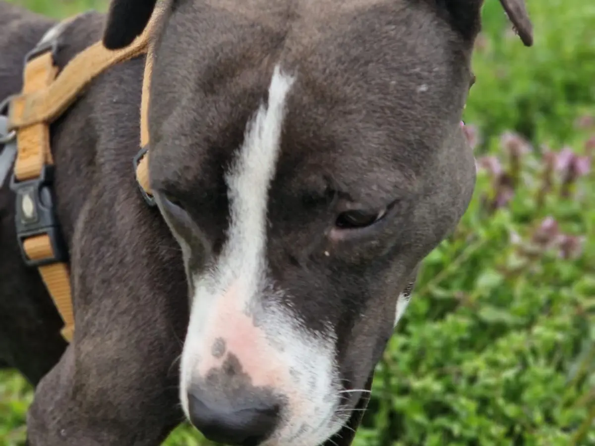 Adotta un cane, femmina, 3 anni e 3 mesi, Milano
