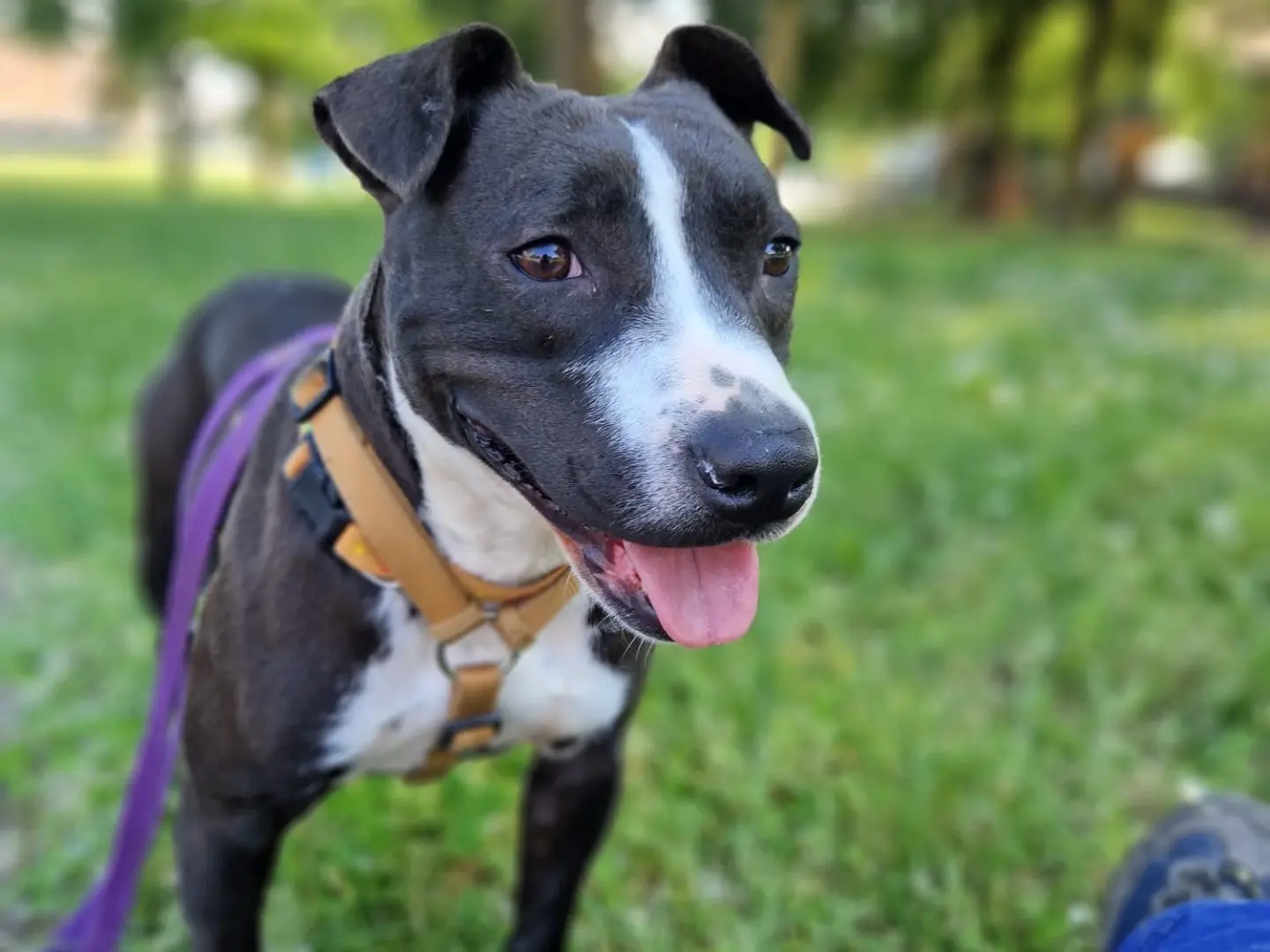 Adotta il cane Blackie a Milano