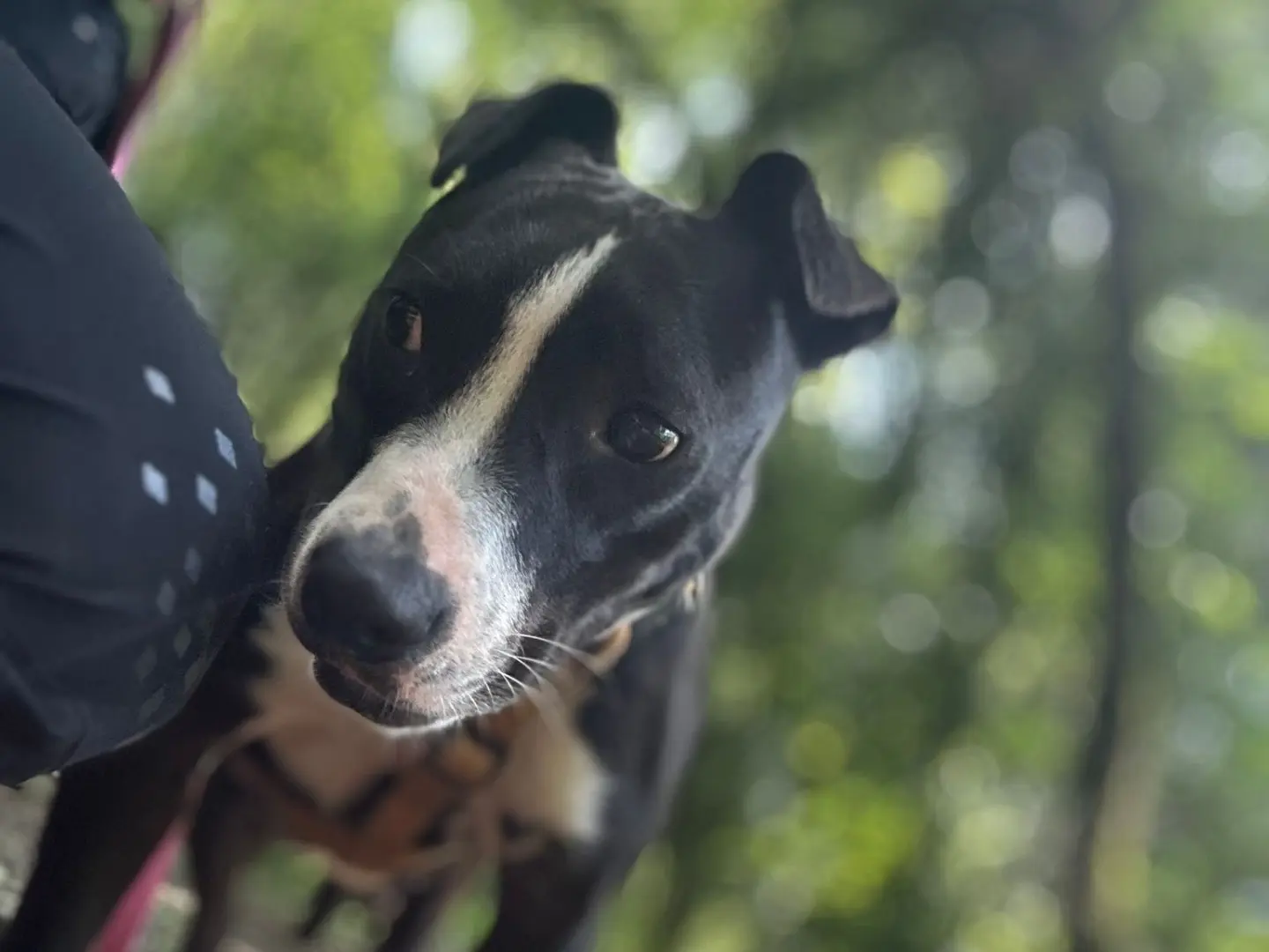 Vuoi adottare un cane a Milano?