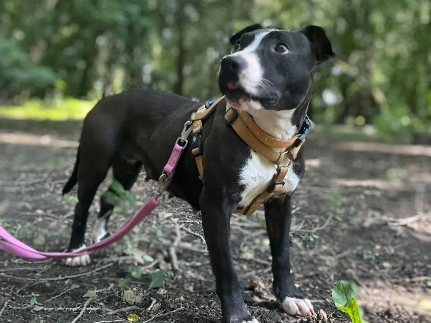 Adozione cane, femmina, Staffordshire Bull terrier Razza sconosciuta, 3 anni e 3 mesi, taglia media, Milano