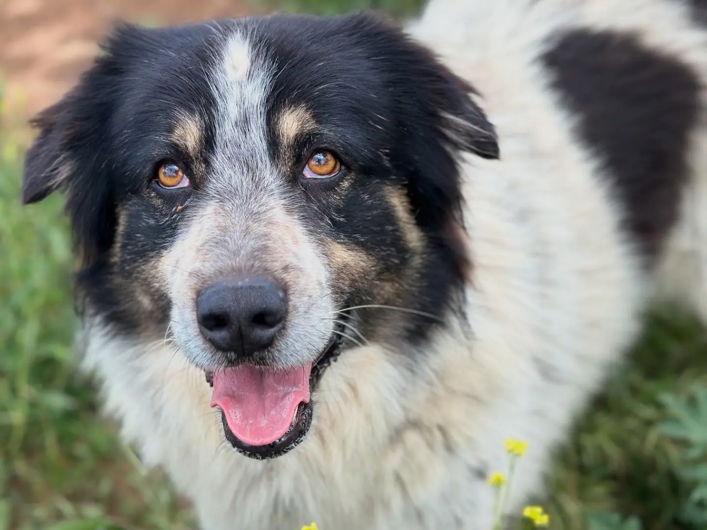 Adozione cane, maschio, Razza sconosciuta Razza sconosciuta, 5 anni e 8 mesi, taglia gigante, Taranto