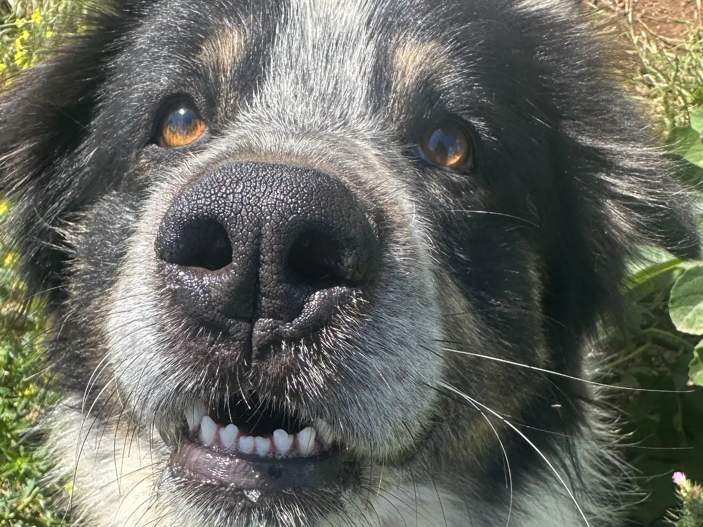 Adotta un cane, maschio, 5 anni e 8 mesi, Taranto