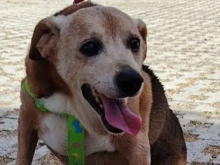 Adotta un cane, taglia media contenuta, maschio, Siracusa