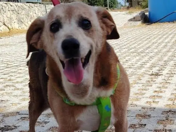 Adozione cane, maschio, Beagle Razza sconosciuta, 10 anni e 3 mesi, taglia media contenuta, Siracusa