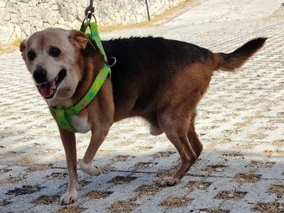 Adotta un cane, maschio, 10 anni e 3 mesi, Siracusa