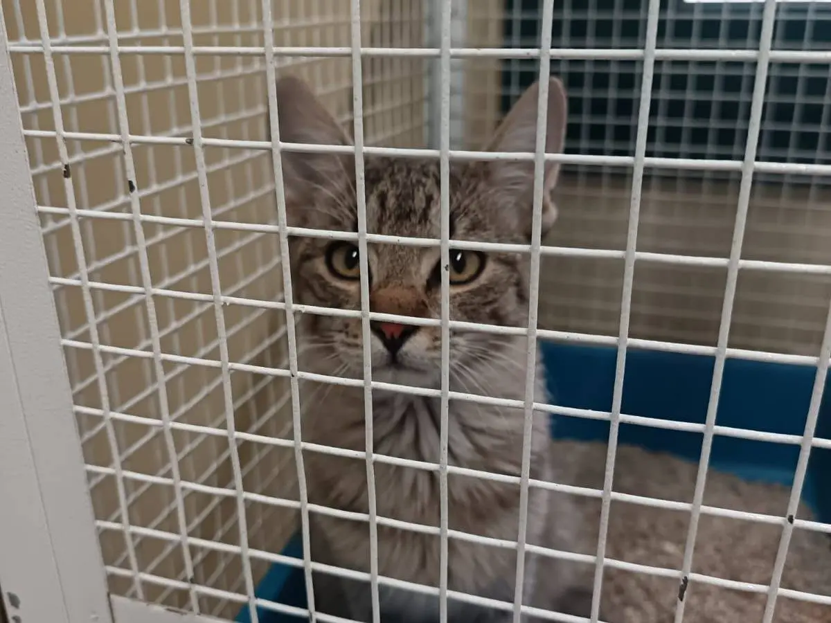 Adozione gatto, maschio, Razza sconosciuta Razza sconosciuta, 4 mesi, taglia non valida, Ravenna