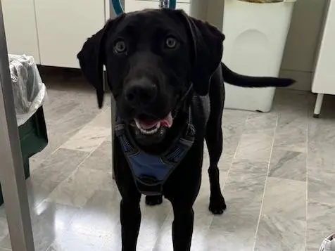 Adozione cane, femmina, Razza sconosciuta Razza sconosciuta, 3 anni e 3 mesi, taglia media, Napoli