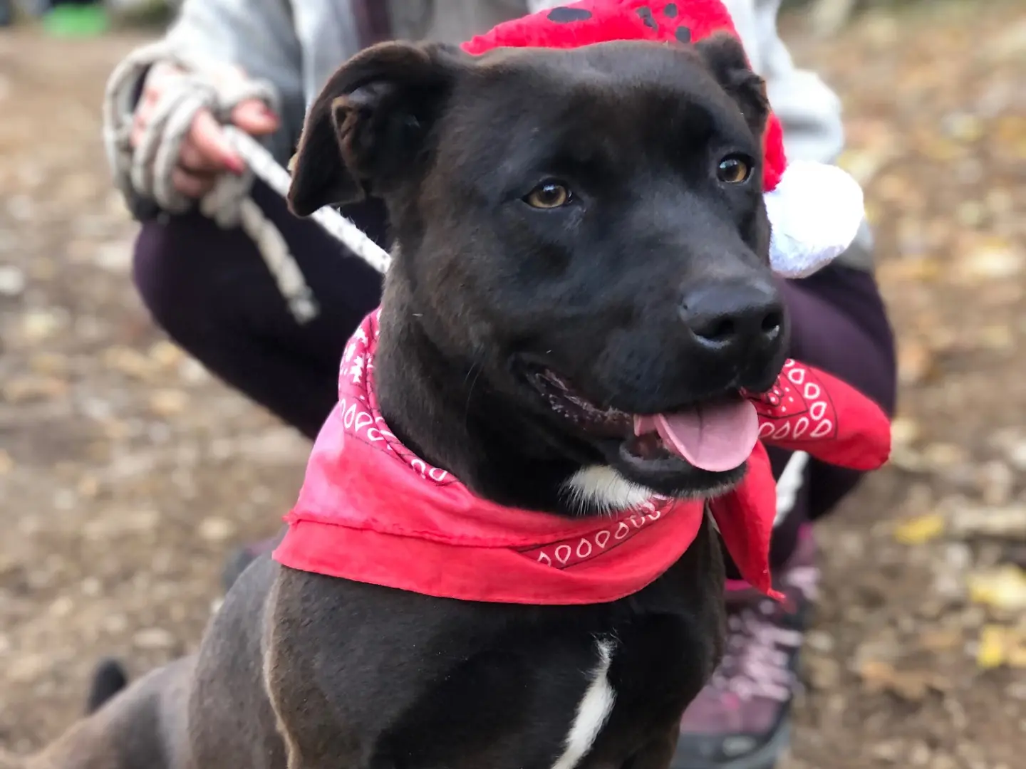 Adozione cane, femmina, Razza sconosciuta Razza sconosciuta, 3 anni e 4 mesi, taglia media contenuta, Latina