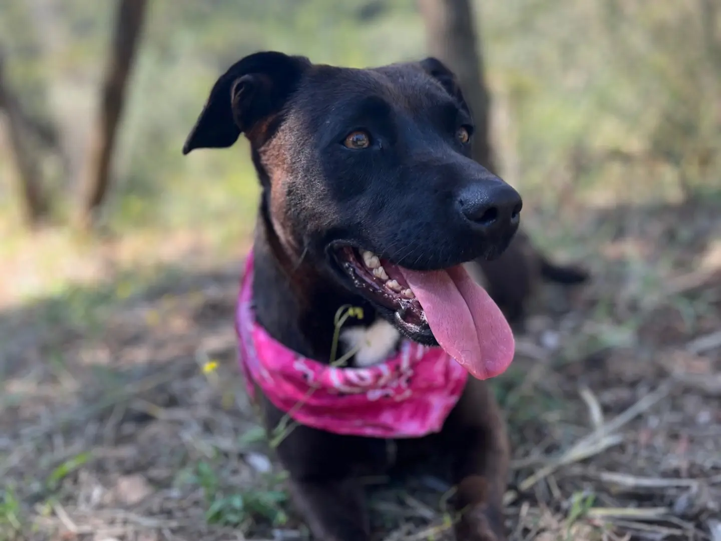 Adotta un cane, femmina, 3 anni e 4 mesi, Latina