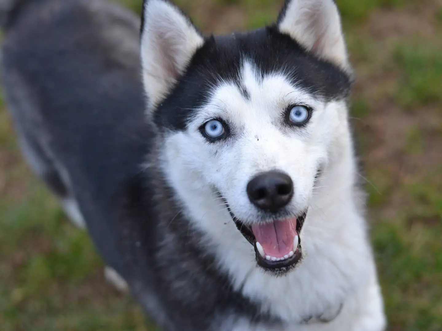 Adozione cane, femmina, Siberian Husky Razza sconosciuta, 2 anni e 8 mesi, taglia media, Como
