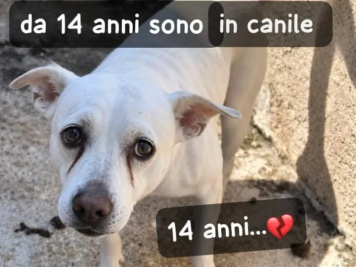 Foto 1 dell'animale