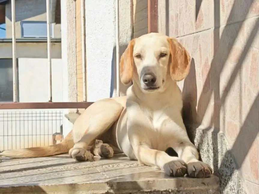 Adotta un cane, femmina, 5 mesi, Firenze