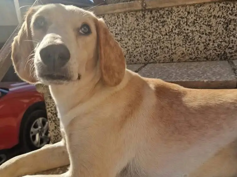 Adozione cane, femmina, Razza sconosciuta Razza sconosciuta, 5 mesi, taglia media, Firenze