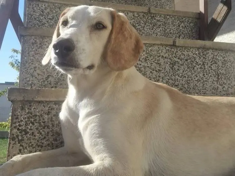 Adotta un cane, taglia media, femmina, Firenze
