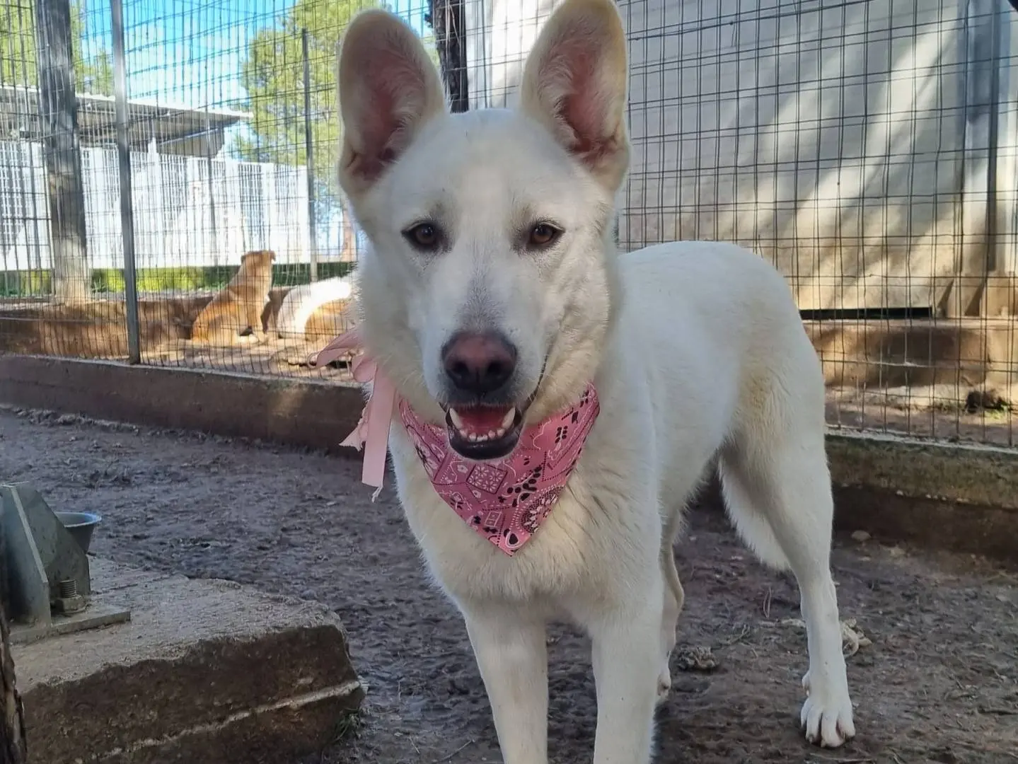 Vuoi adottare un cane a Taranto?