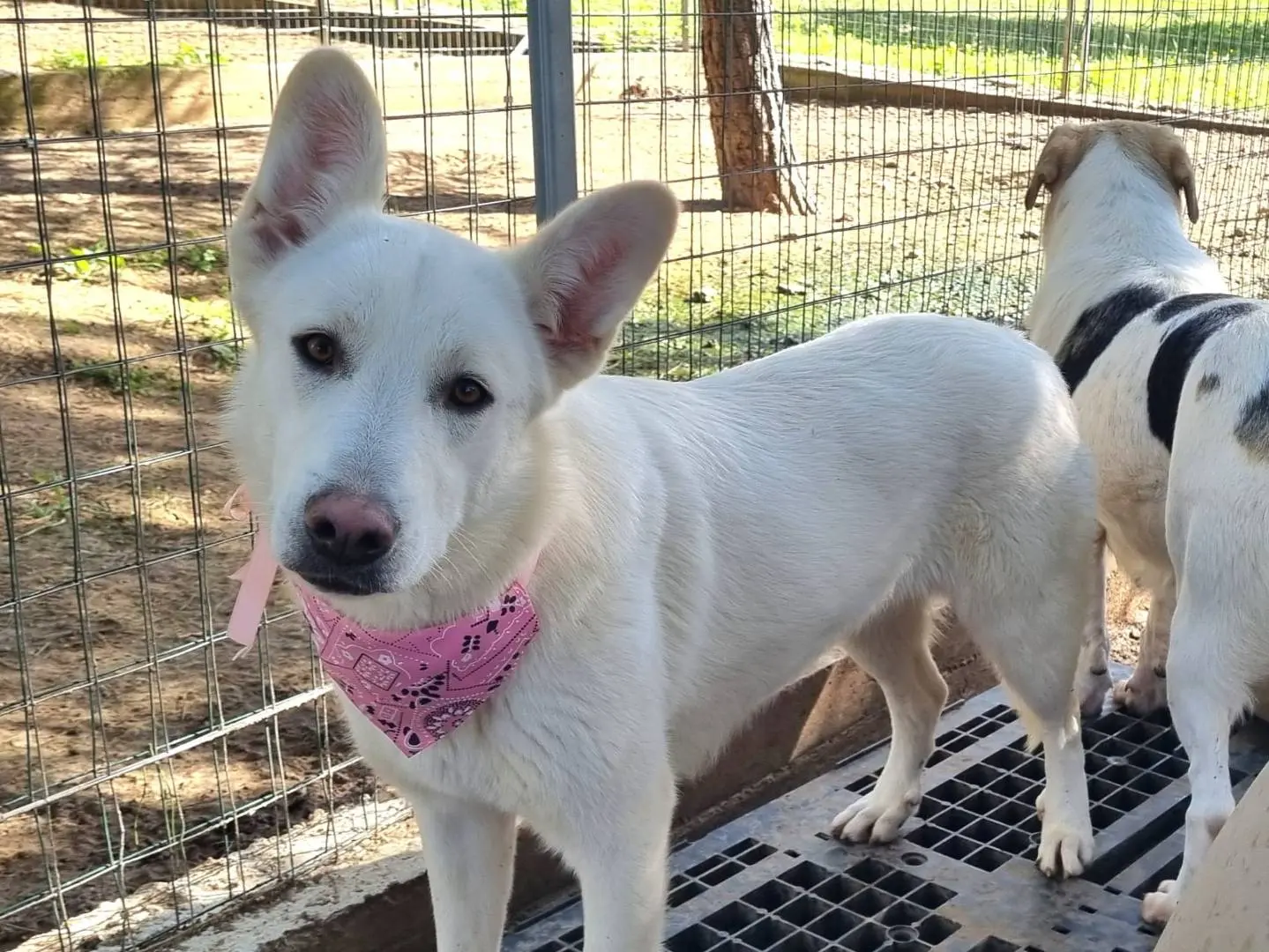 Adotta un cane, femmina, 1 anno e 7 mesi, Taranto