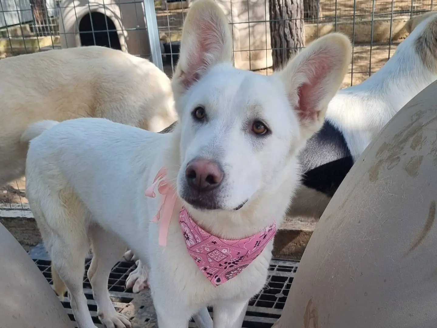 Adotta il cane Phoebe a Taranto