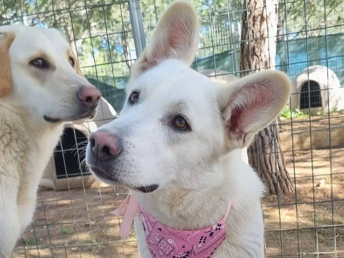 Adotta un cane, taglia grande, femmina, Taranto