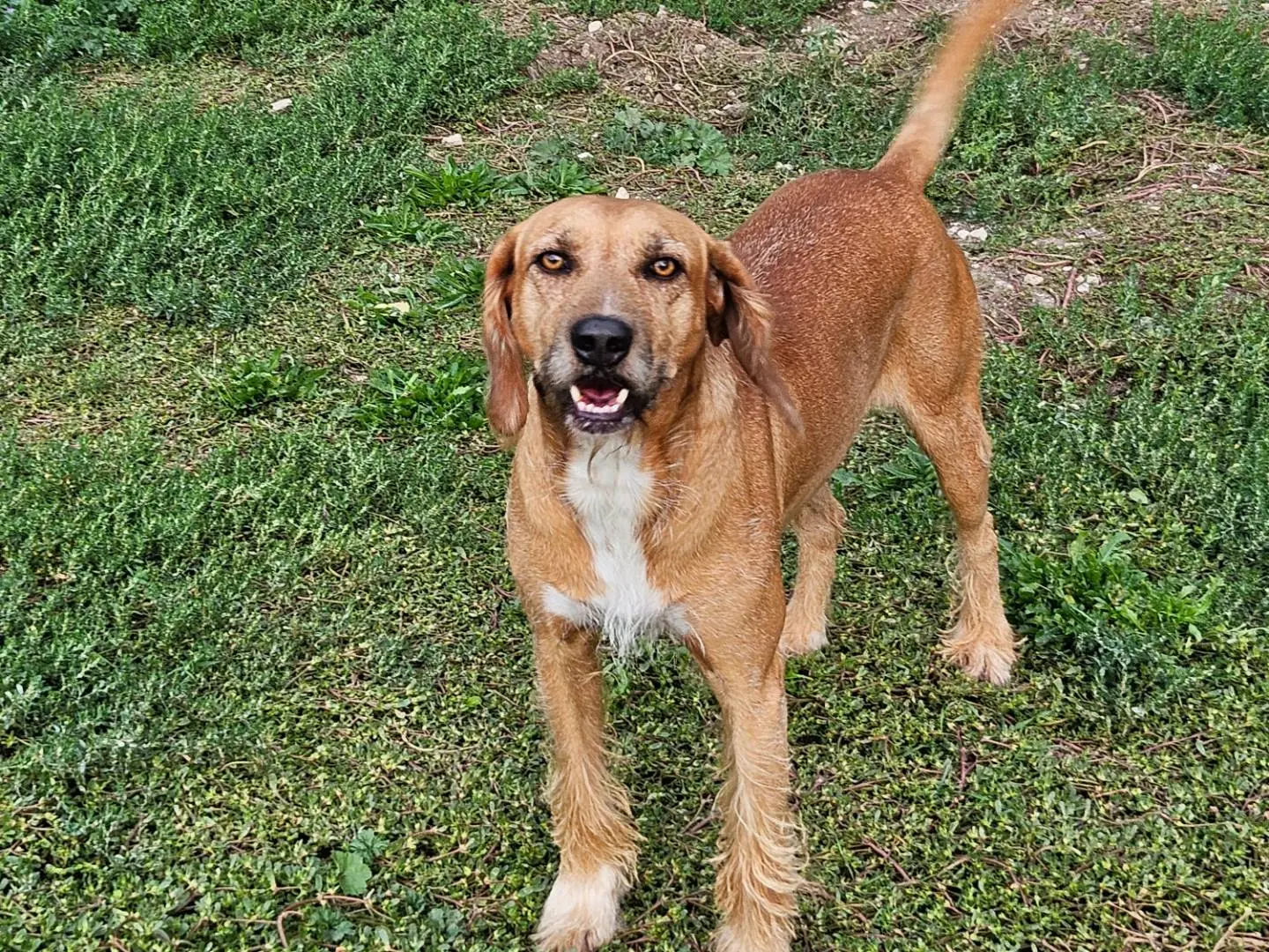 Adozione cane, maschio, Segugio Razza sconosciuta, 4 anni e 8 mesi, taglia media, Terni