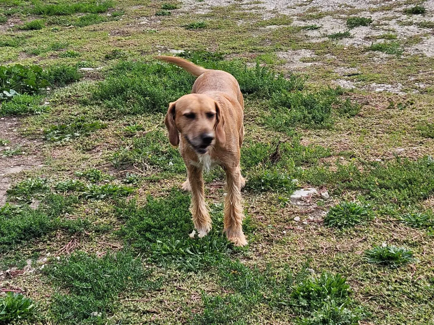 Adotta un cane, maschio, 4 anni e 8 mesi, Terni