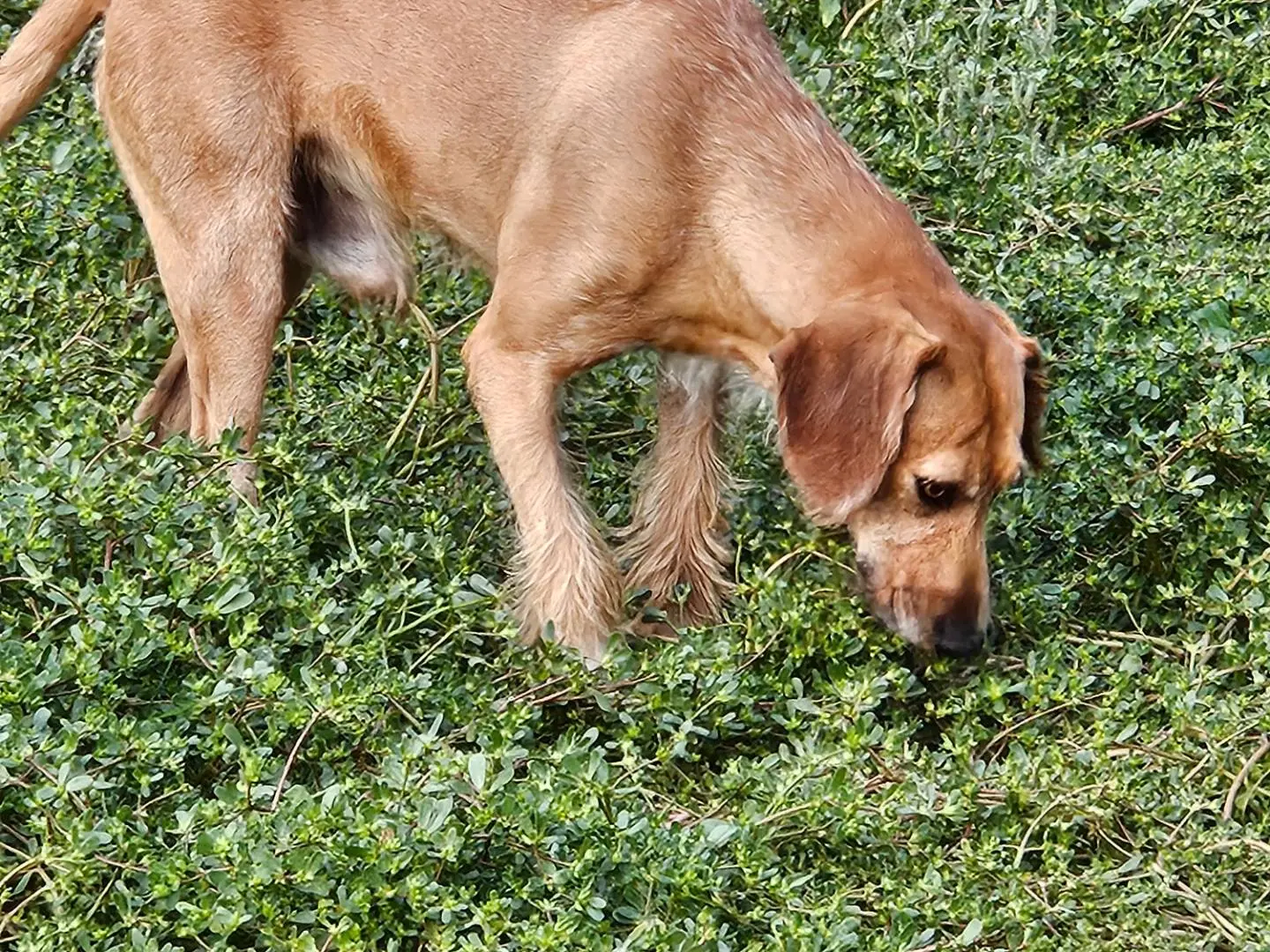 Adotta un cane, taglia media, maschio, Terni