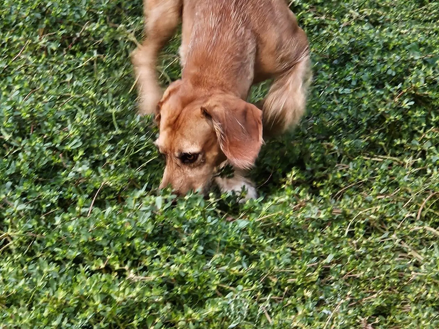 Vuoi adottare un cane a Terni?