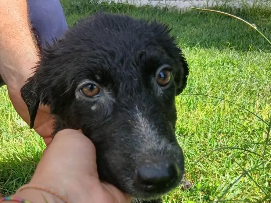 Adotta un cane, femmina, 5 mesi, Crotone