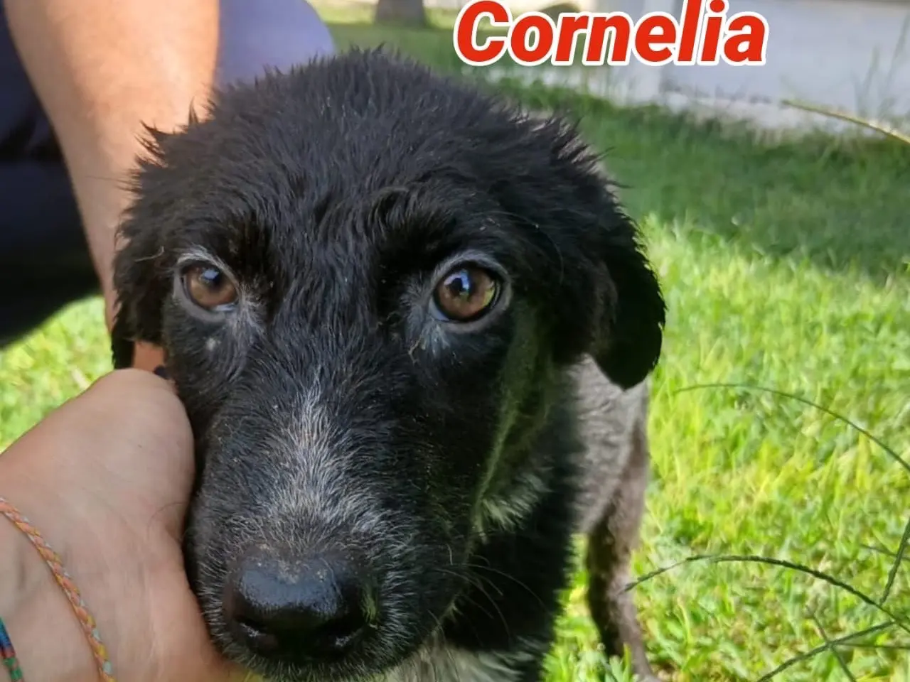 Adozione cane, femmina, Razza sconosciuta Razza sconosciuta, 5 mesi, taglia media, Crotone