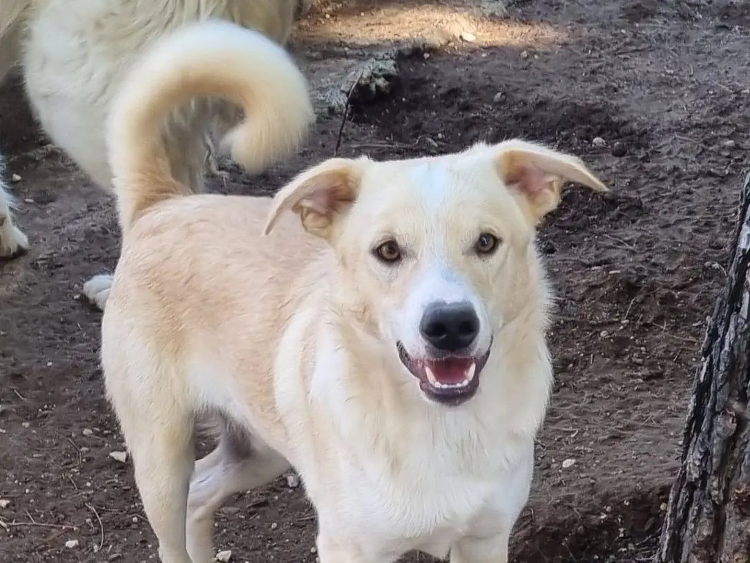 Adozione cane, maschio, Razza sconosciuta Razza sconosciuta, 1 anno e 6 mesi, taglia media contenuta, Taranto