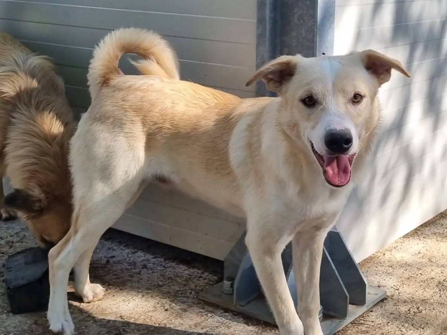 Adotta un cane, maschio, 1 anno e 6 mesi, Taranto
