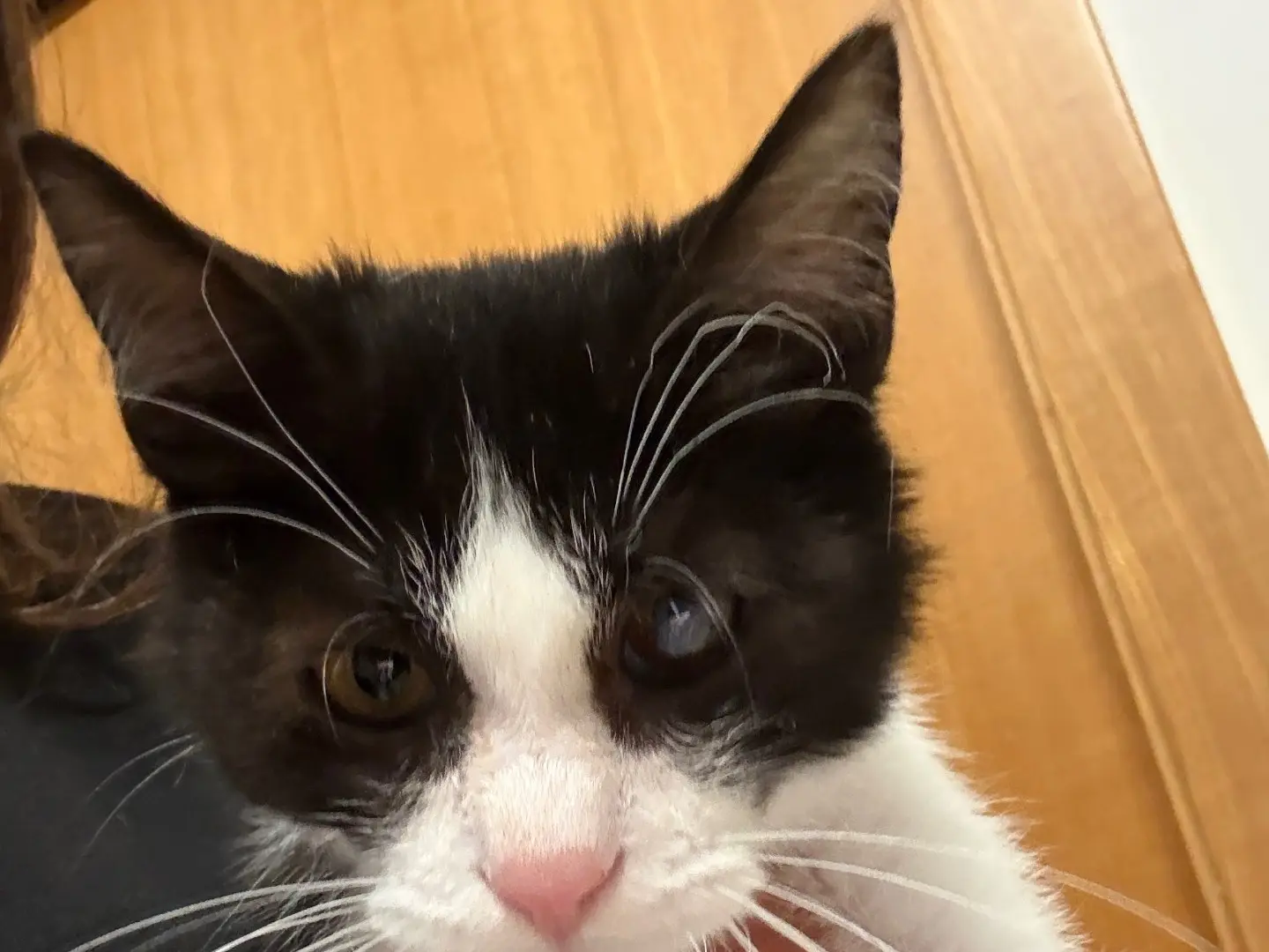 Adozione gatto, maschio, Razza sconosciuta Razza sconosciuta, 2 mesi, taglia non valida, Bari