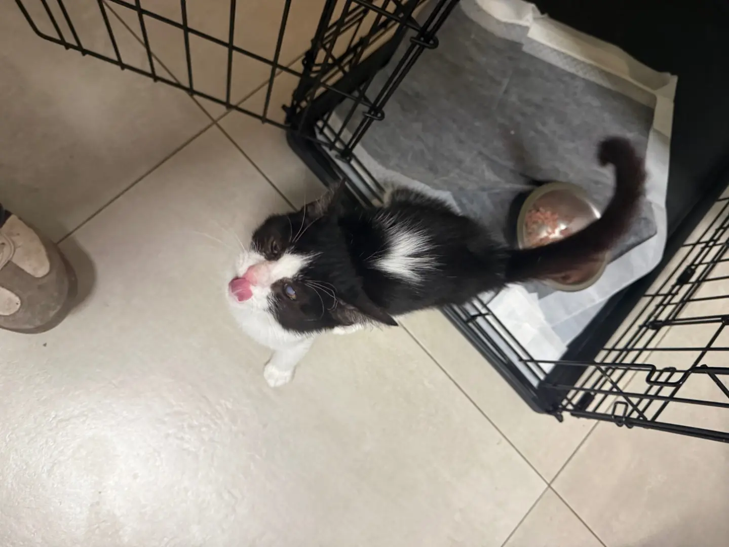 Adotta un gatto, taglia non valida, maschio, Bari