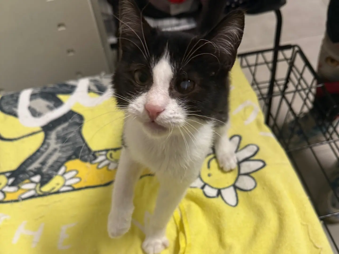 Adotta un gatto, maschio, 2 mesi, Bari