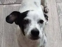 Adozione cane, femmina, Razza sconosciuta Razza sconosciuta, 2 anni e 8 mesi, taglia piccola, Latina