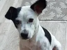 Adotta il cane Macchietta a Latina