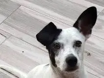 Vuoi adottare un cane a Latina?