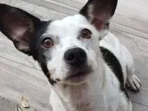 Adotta un cane, femmina, 2 anni e 8 mesi, Latina