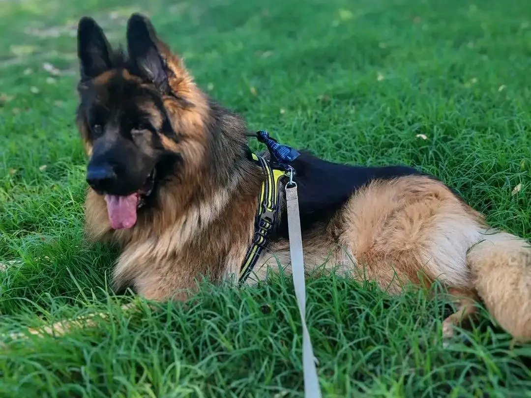 Vuoi adottare un cane a Cremona?