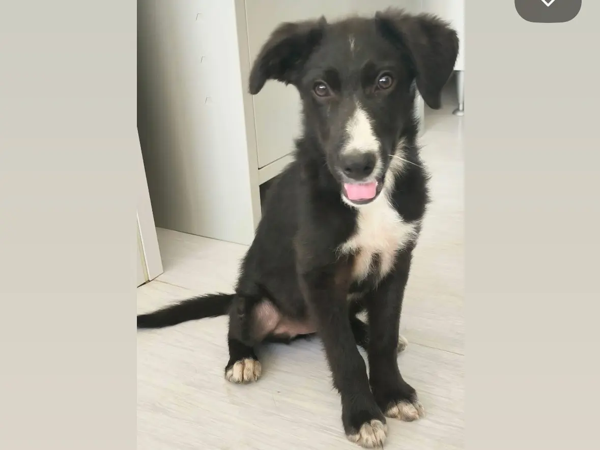 Adozione cane, femmina, Razza sconosciuta Razza sconosciuta, 7 mesi, taglia media, Cosenza