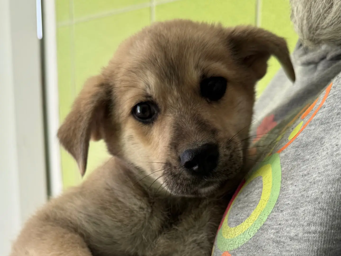 Adotta un cane, femmina, 1 anno e 2 mesi, Matera